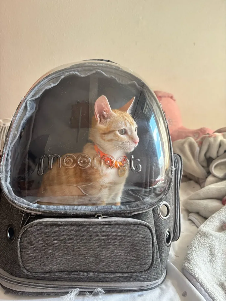 Sac à dos bulle photographié par un acheteur vérifié