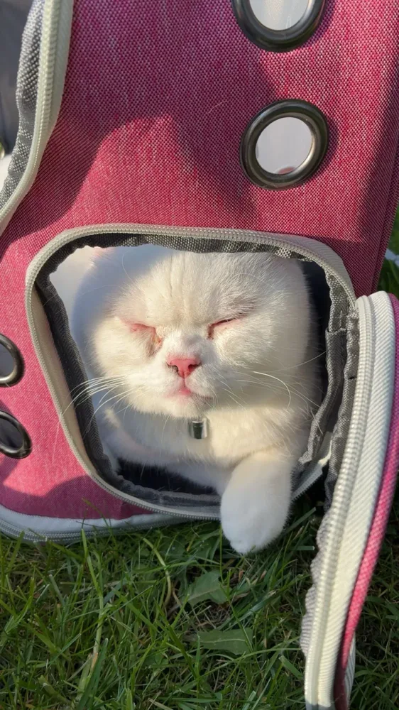 Sac à dos bulle photographié par un acheteur vérifié